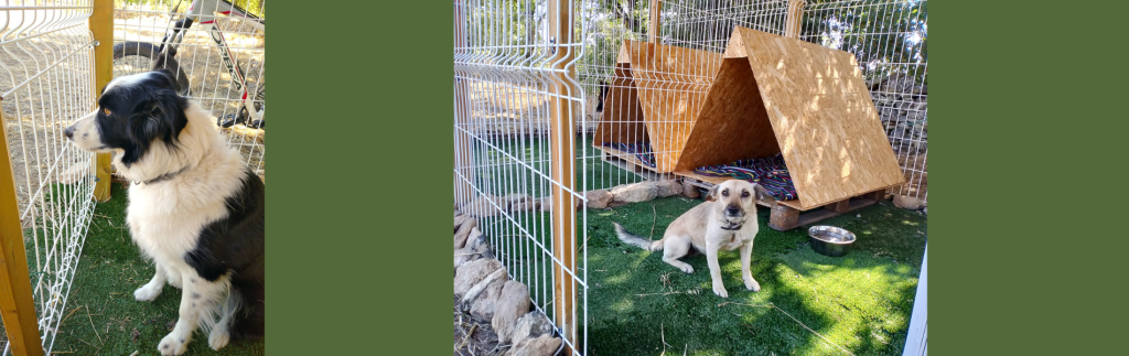 Perros en los cheniles de la guardería