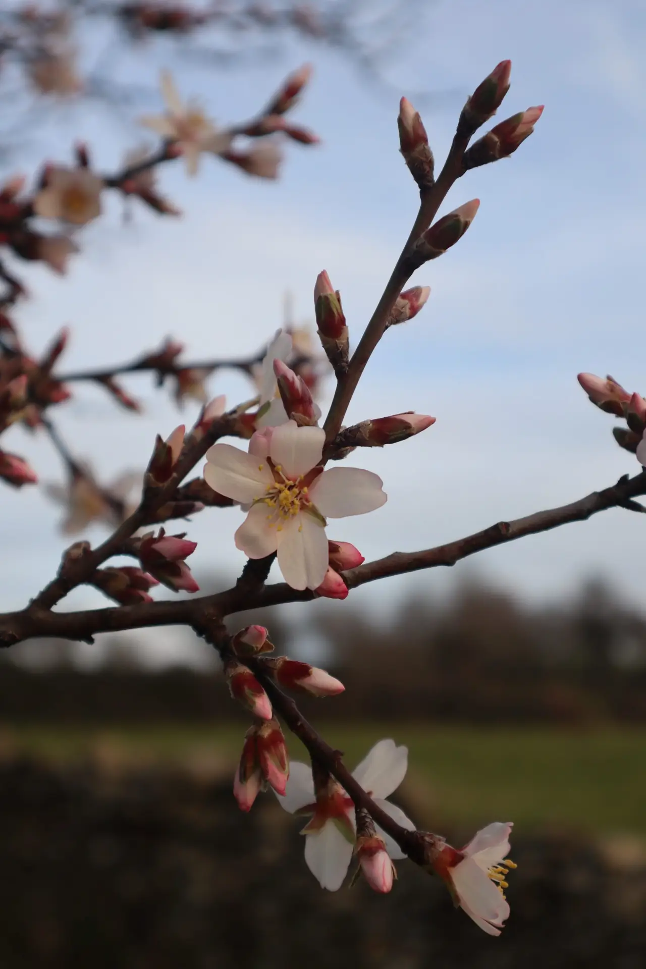 Flor del almendro