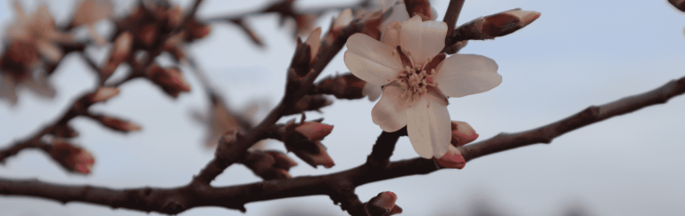 IV Painting Contest ‘Almendros Vivos’ in La Fregeneda