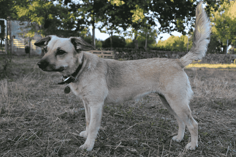 servicio de guardería canina